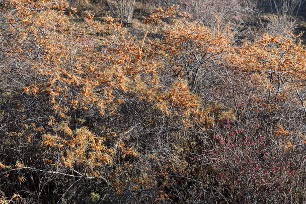 Mořský trní strom s bobulemi rostoucí v přírodě - Fotografie, Obrázek