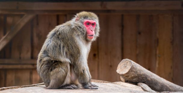 Japanese Macaque Monkey - Фото, изображение