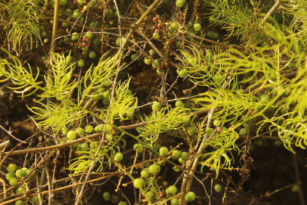 es una especie de espárrago utilizado para la medicina Ayurveda en la India hojas y frutas
 - Foto, imagen