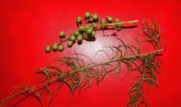 Het is een soort asperges gebruikt voor Ayurveda geneeskunde in India bladeren en vruchten - Foto, afbeelding