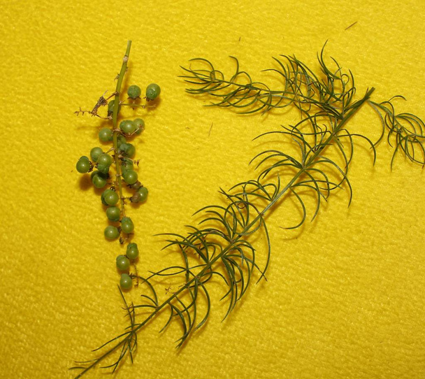 je to druh chřestu používaný k léčbě ájurvédského chřestu v listech a ovoci Indie - Fotografie, Obrázek