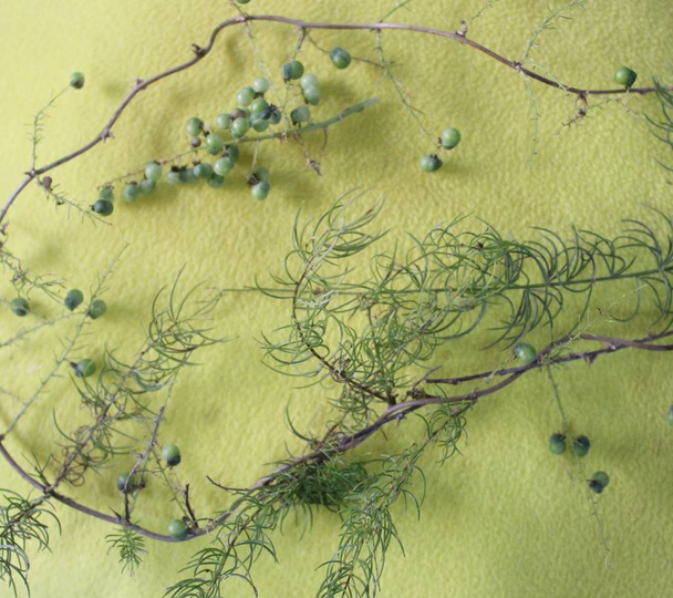 c'est une espèce d'asperges utilisée pour la médecine ayurvédique en Inde feuilles et fruits
 - Photo, image