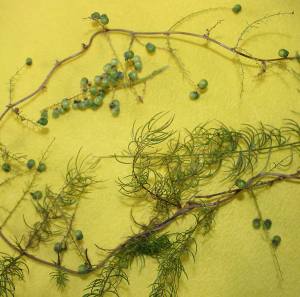 es una especie de espárrago utilizado para la medicina Ayurveda en la India hojas y frutas
 - Foto, Imagen