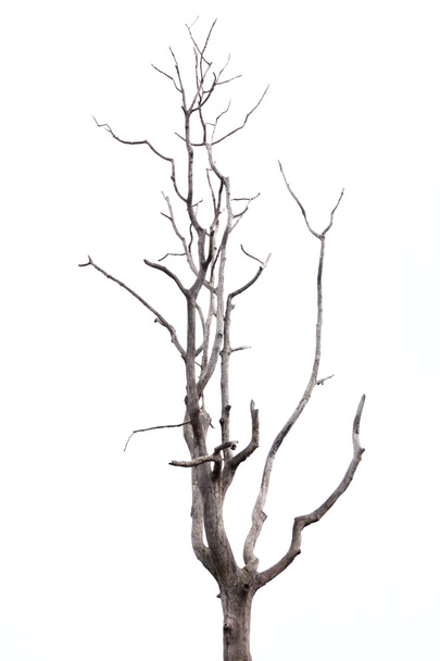 Kleiner Bonsaibaum Schwarz/Weiß Leinwandbild Wanddeko Kunstdruck 
