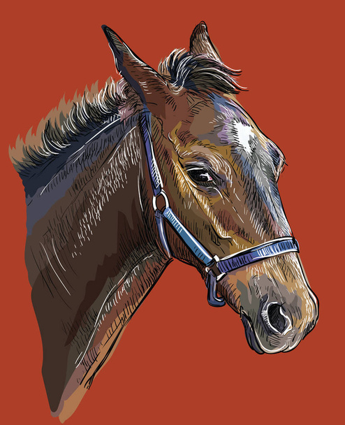 Ручний малюнок кінь портрет вектор 26
 - Вектор, зображення