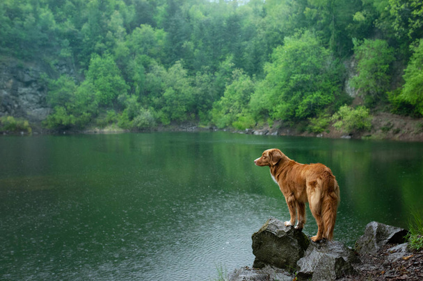 dog on the lake on the stone. Nova Scotia Duck Tolling Retriever in nature. Pet for a walk. - Photo, Image