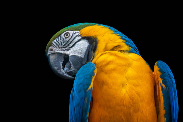 Papagaio-arara azul-e-amarelo close up retrato
 - Foto, Imagem