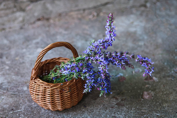 Salvia pratensis , meadow clary or meadow sage purple flowers in wicker basket from vine. Collection of medicinal plants during flowering in summer and spring. Plants to collect oil - Photo, Image