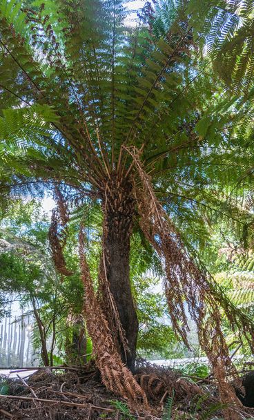 Rough Tree Fern in Carlton gardens, Melbourne, Australië. - Foto, afbeelding
