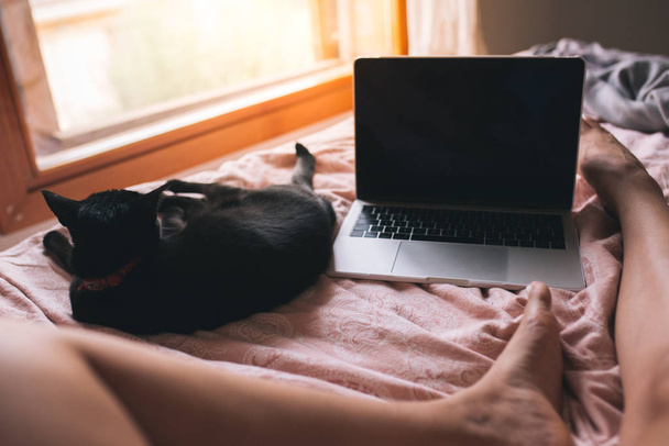 Beautiful black kitten lying on bed, at owner legs, woman using laptop in her bedroom near the window. Morning routine. Black cat looking out the window Domestic life, technology and pet concept. - Фото, зображення