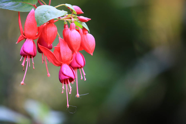 葉と枝を持つ美しい赤いフクシア(フクシアハイブリッド)の花、自然背景にぶら下がっている赤いフクシア(フクシアハイブリッド)の花、庭の美しいピンクの赤い植物 - 写真・画像