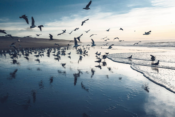 Sahildeki büyük martı kolonisi. Dramatik deniz manzarası, mavi saat - Fotoğraf, Görsel