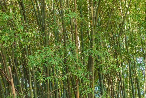 Gęsty las bambusowy Uspokajający - Zdjęcie, obraz
