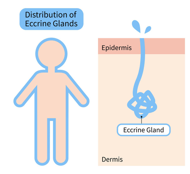 distribution des glandes sudoripares dans le corps humain et diagramme de la peau. Concept de soins de santé
 - Vecteur, image