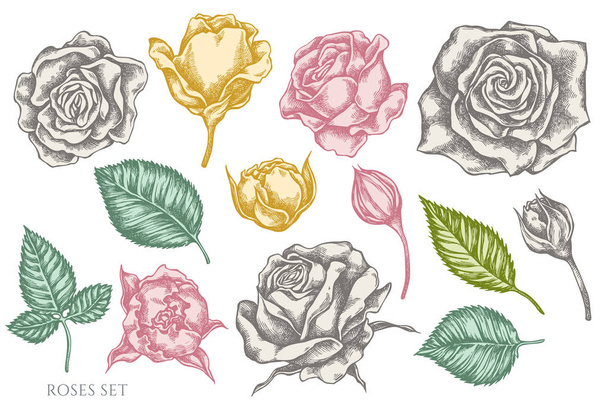 Conjunto vetorial de rosas pastel desenhadas à mão
 - Vetor, Imagem