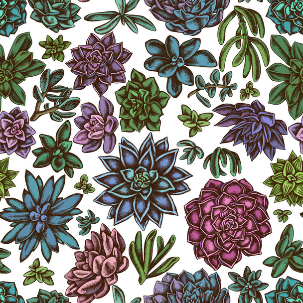 nahtloses Muster mit handgezeichneten farbigen saftigen Echeverien, saftigen Echeverien, saftigen - Vektor, Bild