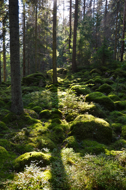 zielony las w podświetlenie - Zdjęcie, obraz