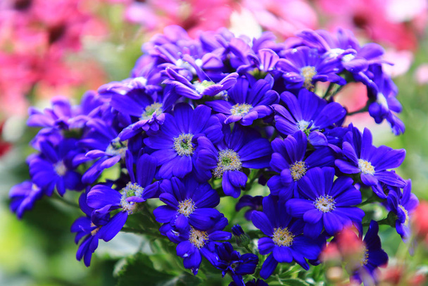 Fleur de marguerite bleue floue sur fond fleur floue dans le jardin, Groupe de fleurs de marguerite bleue avec lumière douce du soleil
  - Photo, image