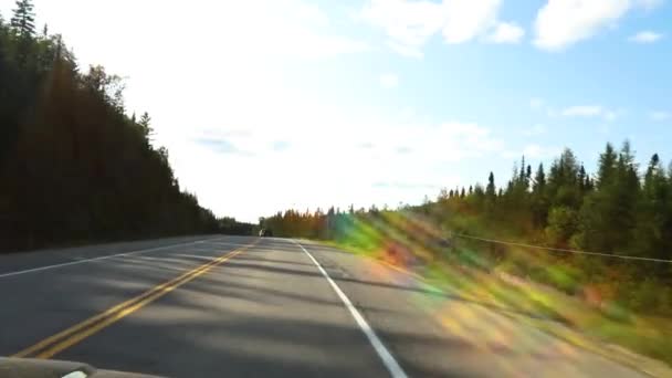 Conducir por carretera a través del bosque de pinos
 - Imágenes, Vídeo