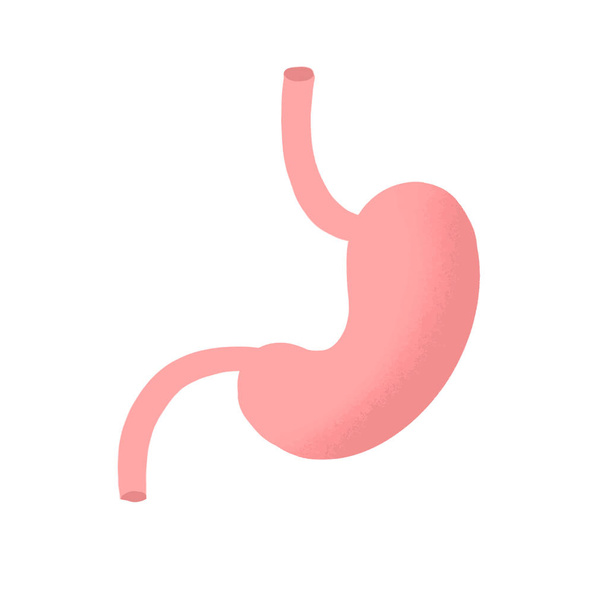 Human stomach anatomy icon. flat cartoon style. bright and cute. Isolated on white background. vector illustration. - Vektor, Bild