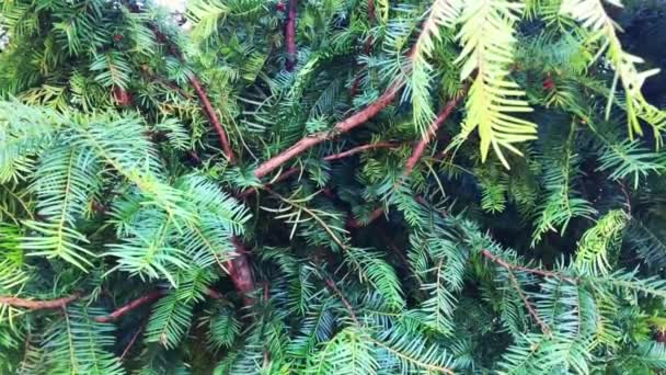 Beautiful branch of evergreen spruce. Pine tree. Selective focus.  - Footage, Video