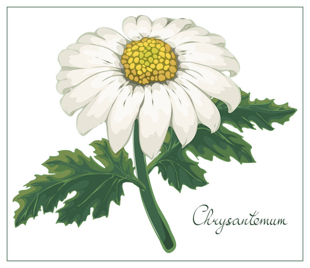 Ilustración floral vectorial con crisantemo blanco aislado sobre fondo blanco
 - Vector, imagen