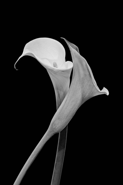 monochrome surrealistic pair of calla blossoms, black background - Фото, изображение