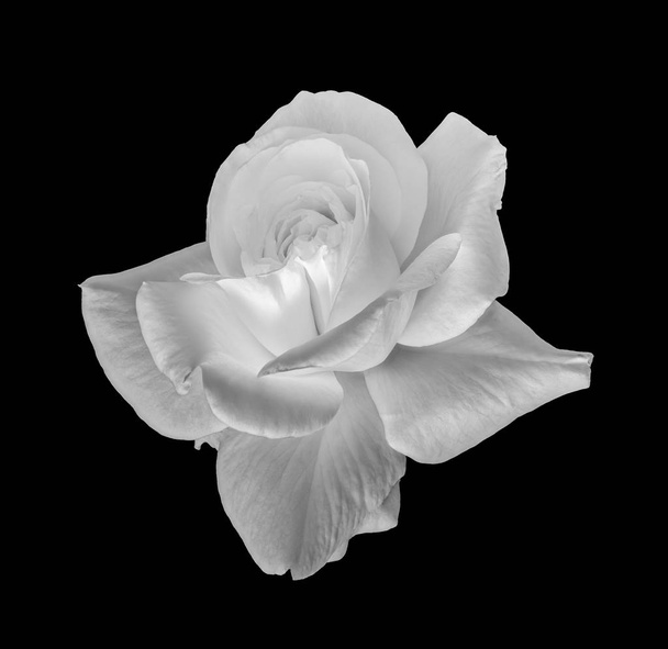 Monochroom witte jonge roos bloesem macro, zwarte achtergrond - Foto, afbeelding