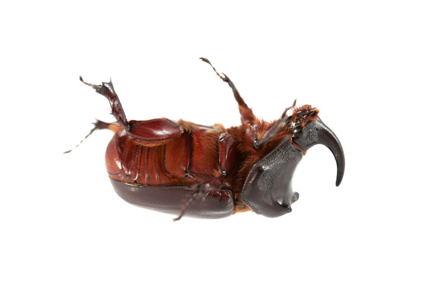 Rhinoceros beetle - Photo, Image