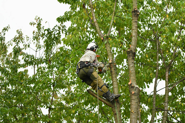木の上を登れ。白い背景に登る。アーボリストの男はチェーンソーで枝を切り、地面に投げつける。ヘルメットを被った労働者が木の高さで働いている。ルンベルジャックは... - 写真・画像