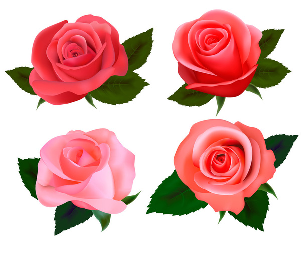 Set of a beautiful roses. Vector illustration. - Vektori, kuva