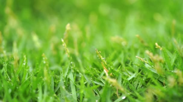 Gros plan herbe verte avec gouttes de pluie fond
. - Séquence, vidéo