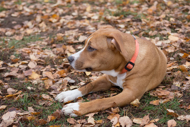 Cute american staffordshire terrier puppy is lying on orange leaves in the autumn park. Pet animals. - Photo, Image