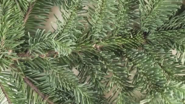 Otáčí se svěží smrková větev se zelenými jehlicemi. Vánoční ozdoby na dovolenou - Záběry, video