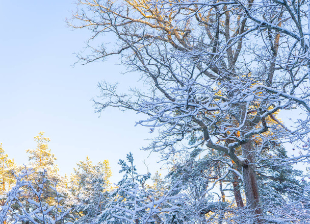 Světlý zimní den ve Švédsku. Zmrzlé stromy a zasněžená půda. Zima ve skandinávii. Tapety na šířku. Fotografie přírody. - Fotografie, Obrázek