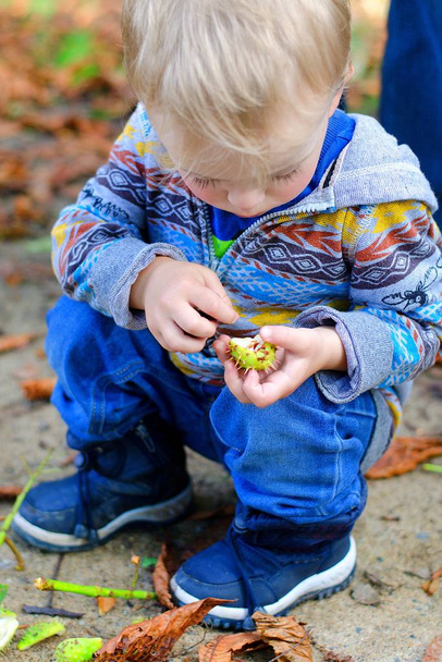 Kisfiú gyűjtése gesztenye a természetben ősszel. - Fotó, kép