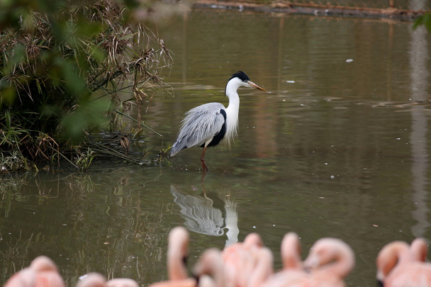 Egret garça lago
 - Foto, Imagem