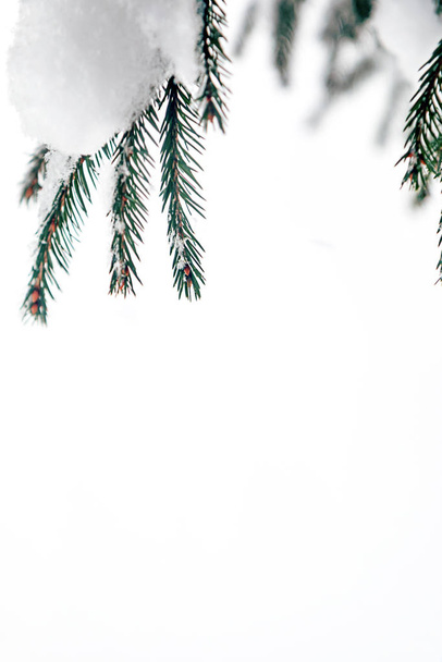 Christmas tree branch with long needles. Copy space, vertical orientation - 写真・画像