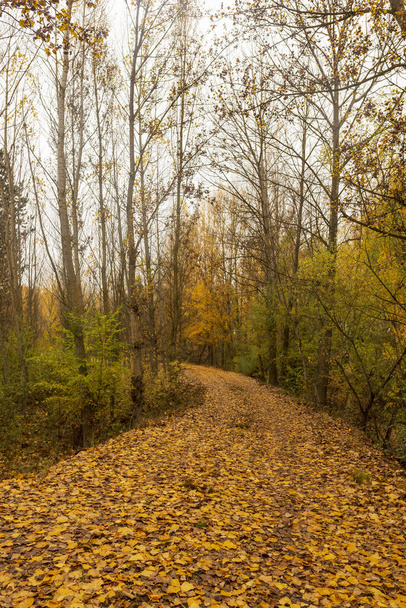 Estrada através de uma floresta no outono, Soria
 - Foto, Imagem