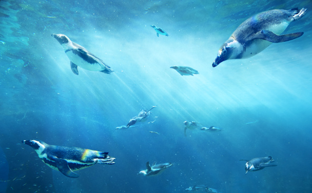 Una mandria di pinguini africani che pescano. Oceano subacqueo con animali marini. I raggi solari che attraversano la superficie dell'acqua
. - Foto, immagini