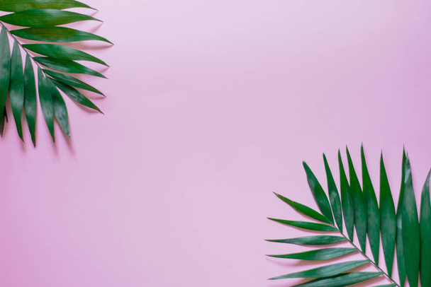 Marco de hojas de palma tropical sobre fondo rosa. plano laico
 - Foto, imagen