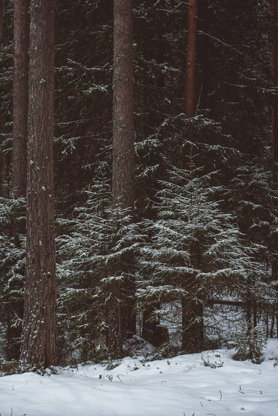 Paesaggio foresta invernale.  - Foto, immagini