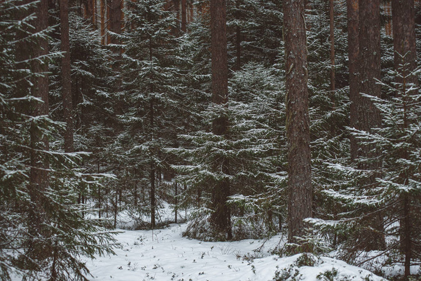 Winter forest landscape.  - Foto, Imagen