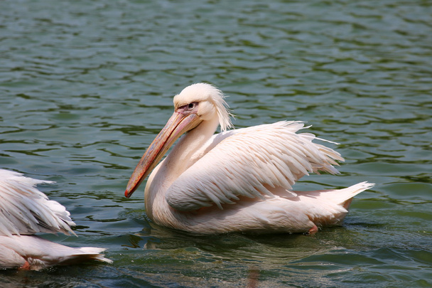 Pelican swimming in lake - Foto, Bild