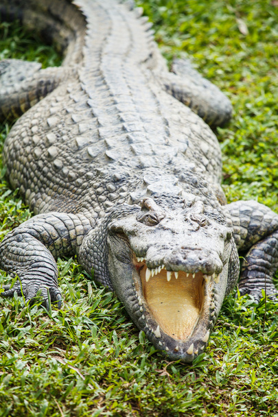 crocodilo - Foto, Imagem