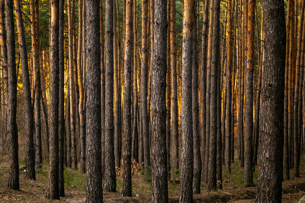 Сосновий ліс багатьох дерев на сонячний день
 - Фото, зображення