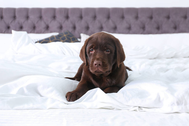 Cute Labrador retriever puppy on bed at home. Friendly dog - Foto, afbeelding