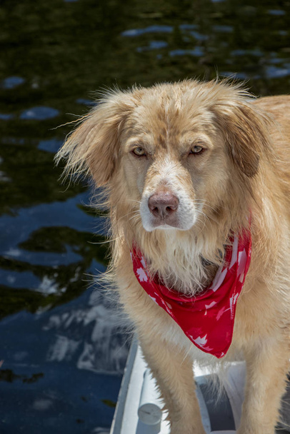 retriever cão vestindo bandana
 - Foto, Imagem