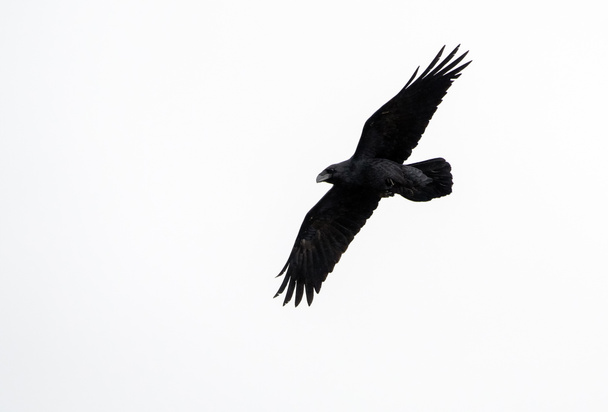A Raven (Corvus corax), Crete - Photo, Image