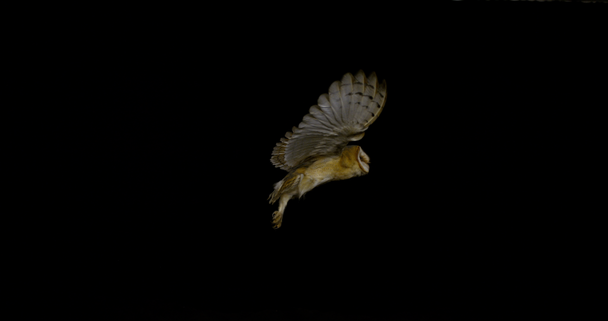 Barn Owl, tyto alba, Adult in flight, Normandy, Slow Motion 4K - Footage, Video